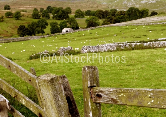 Farm gate in the Yorkshire Dales