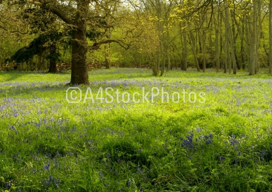 Bluebell meadow