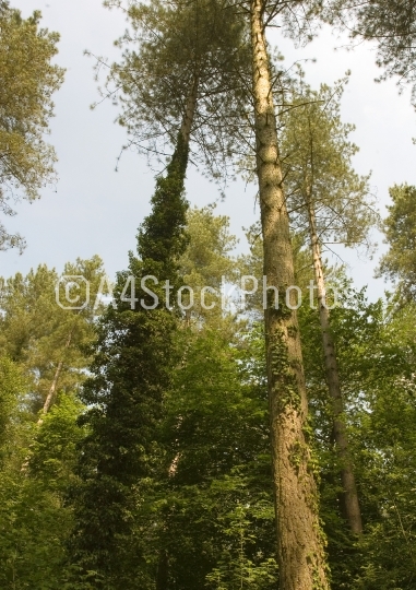 Large conifers