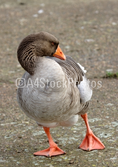 Posing goose