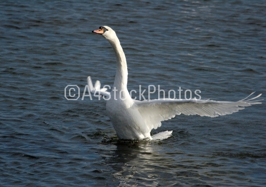 A mute swan on the water