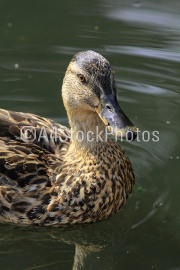 Mallard Duck (Hen)