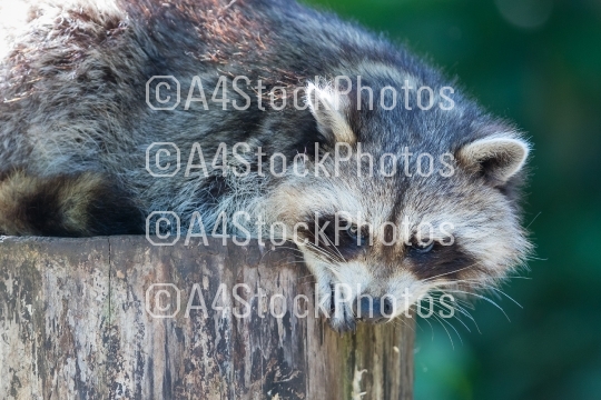 Adult racoon on a tree