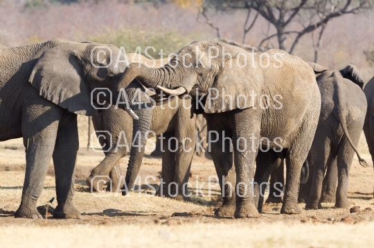 African elephants cuddling
