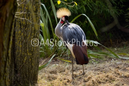 African white crowned crane