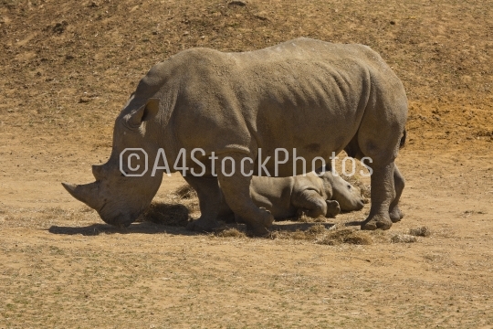 African white rhino with young calf