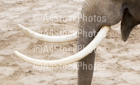 Asian elephant (Elephas maximus) tusks close-up