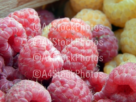 Berry raspberries fruit picking