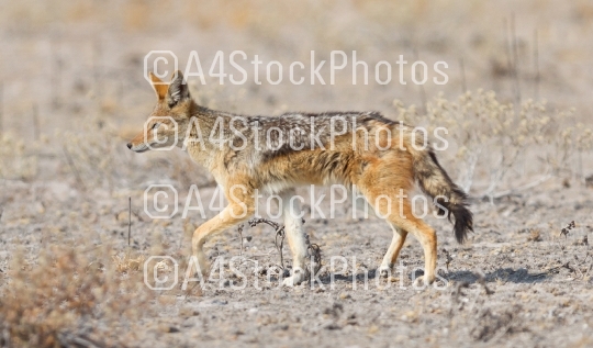 Black backed jackal (Canis mesomelas) walking in the Kalahari