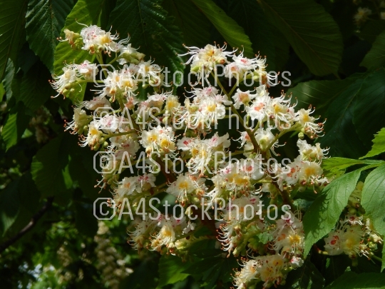 Bloomed chestnut flowers on the tree