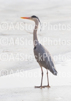 Blue heron standing on the ice