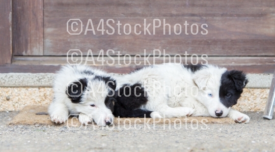 Border Collie puppies sleeping on a farm