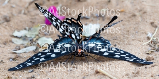 Butterfly-Papilio (Pharmacophagus Antenor) mating