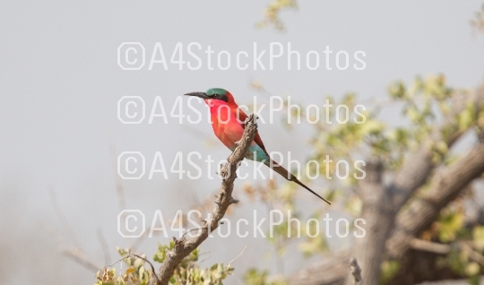 Carmine Bee eater perched on a branch