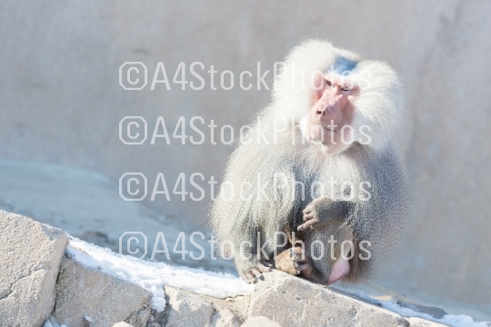 Close up of male hamadryas baboon