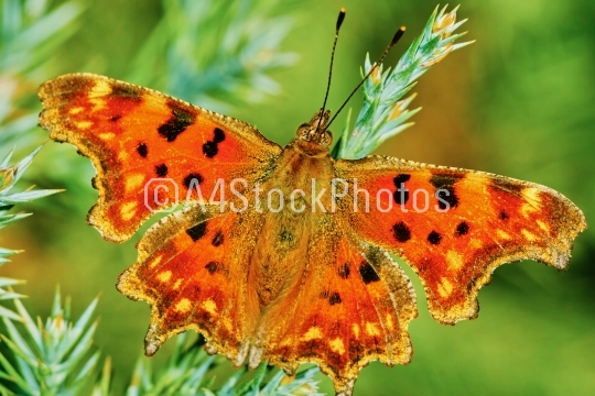 Comma butterfly (Polygonia c-album) basking in the sun