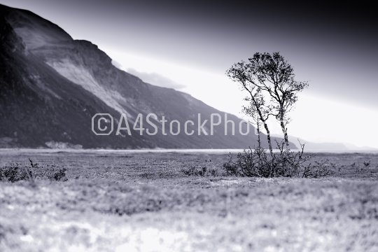 Dramatic black and white lonely tree background