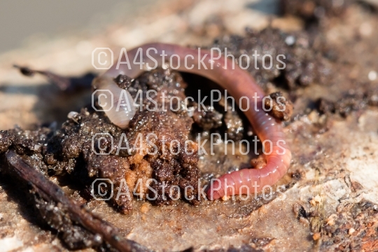 Earthworms on a piece of wood, selective focus