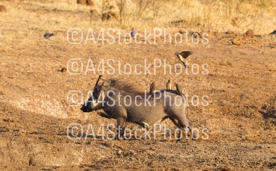 Eight oxpeckers sitting on a warthog, Namibia