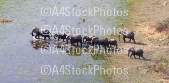 Elephant family crossing water in the Okavango delta (Botswana)