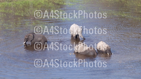 Elephants in the Okavango delta (Botswana)