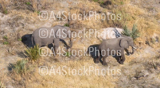 Elephants in the Okavango delta (Botswana)