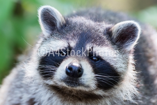 Eye to eye with raccoon, selective focus