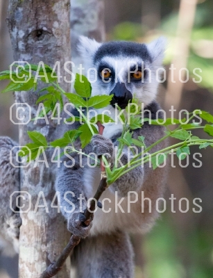 Famous Madagascar Maki lemur, Ring tailed lemur, eating