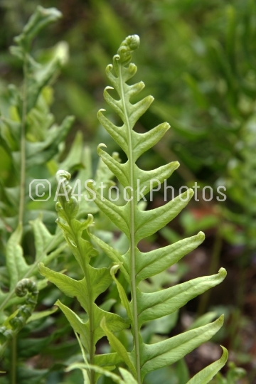 Fern (Polypodium Vulgare ramosum)