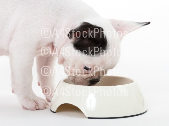 French puppy bulldog eating, isolated