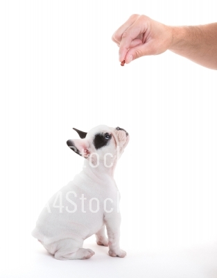 French puppy bulldog getting a treat, isolated