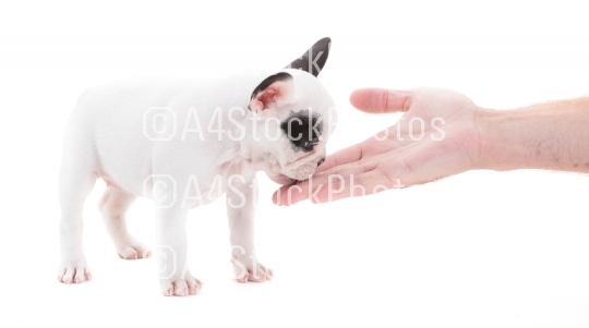 French puppy bulldog getting a treat, isolated