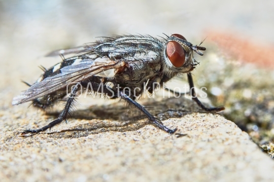 Gray fly in the garden closeup