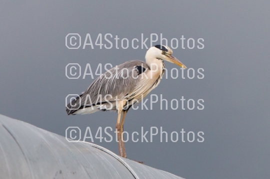 Great blue heron on a roof