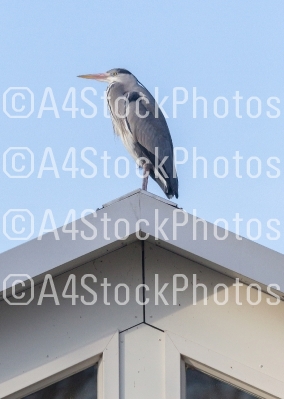 Great blue heron on a roof