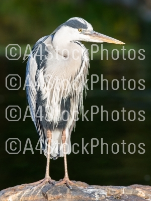 Great Blue Heron standing quietly