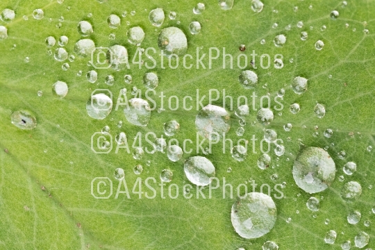 Green leaf with water droplet