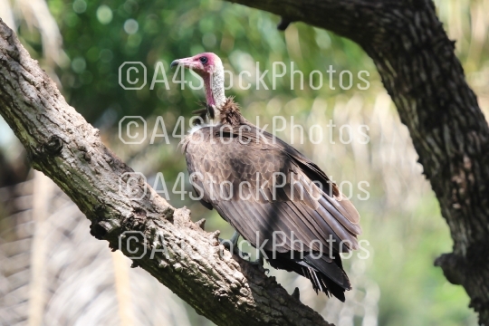 Hooded vulture (Necrosyrtes monachus) in Gambia