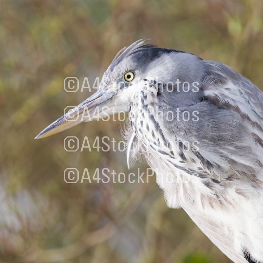 Image of a great blue heron