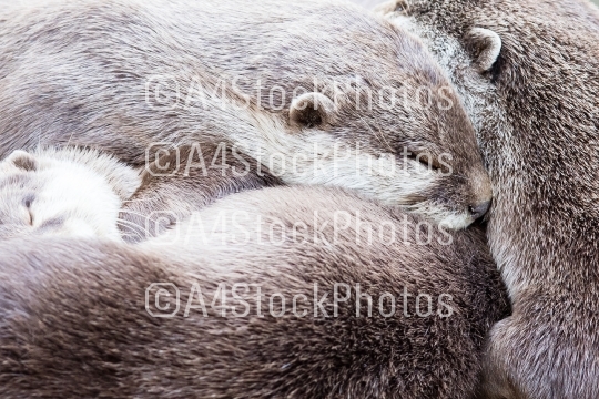 Lazy group of Asian small-clawed otter