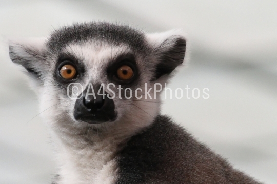 Lemur face