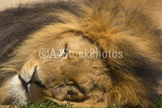 Lion asleep in the afternoon sun