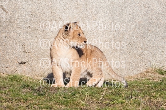 Lion cub exploring it