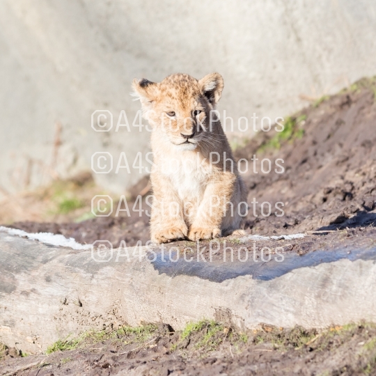 Lion cub exploring it
