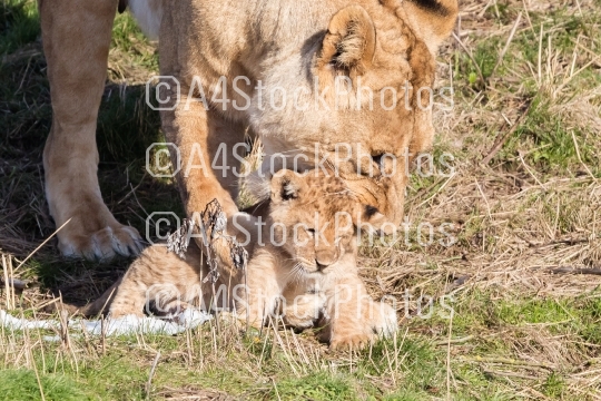 Lioness and cubs, exploring their surroundings