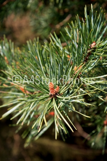 Pinus (Pinaceae)