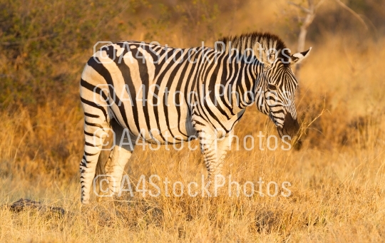 Plains zebra (Equus quagga) in the grassy nature, evening sun