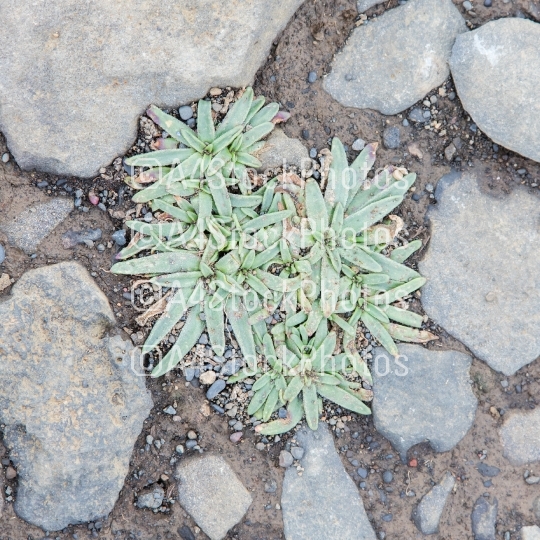 Plant growing on black sand - Iceland
