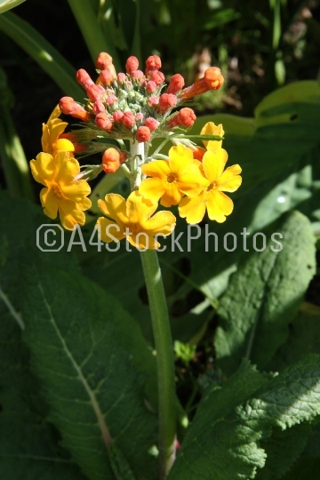 Primula Candelabra Yellow (Primula chugensis)