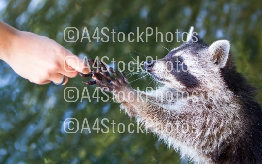Racoon begging for food